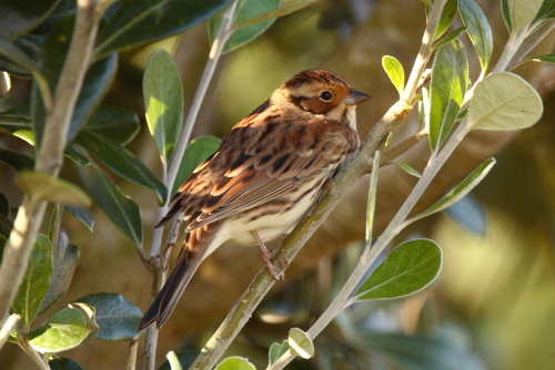 Little Bunting, Scilly