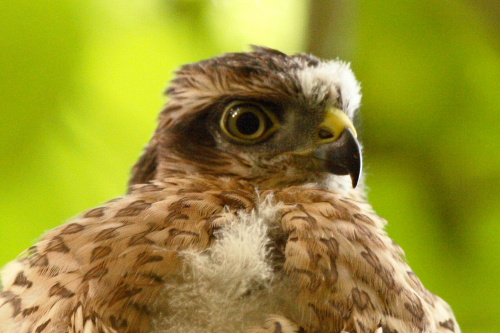 Sparrowhawk, juvenile