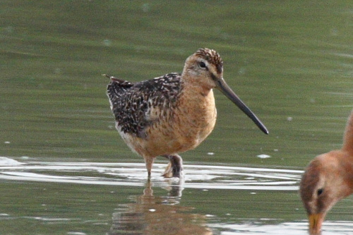 Long-Billed Dowitcher
