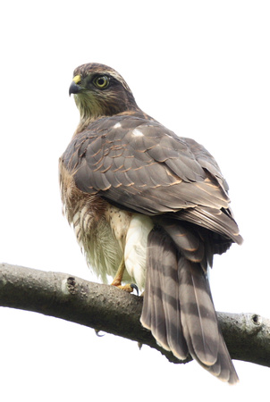 Sparrowhawk, juvenile