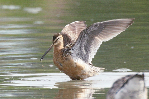 LOng-Billed Dowitcher
