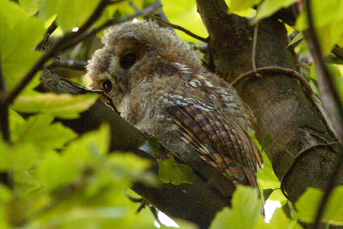 Tawny Owl, juvenile, South Glos