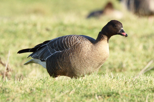 Pink-Footed Goose, Norfolk