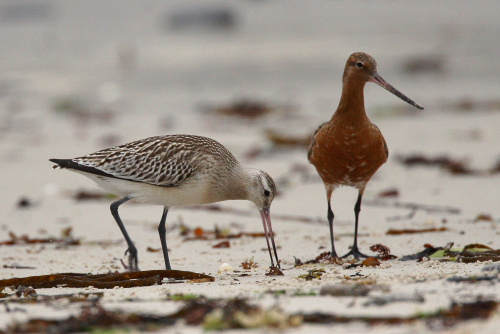 Bar-Tailed Godwit, Scilly