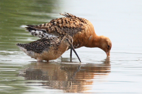 Long-Billed Dowitcher and Black-Tailed Godwit