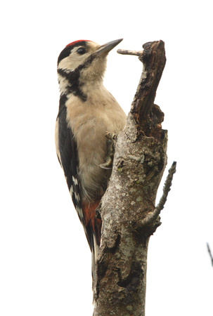 Great Spotted Woodpecker, juvenile