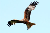 Red Kite mid Wales 31 May 2014
