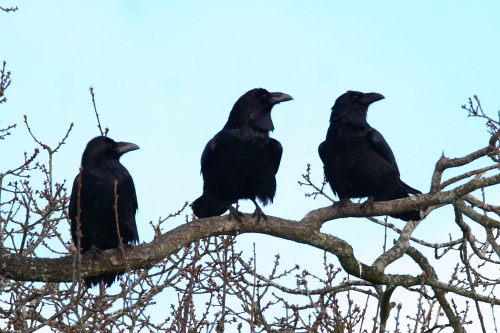 Raven, Wales