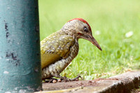 South Glos 14 August 2011 - the Green Woodpecker hunt