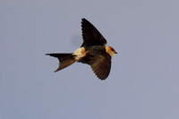 Red-Rumped Swallows, Marazion 6 October 2012