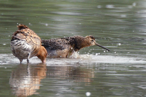 Long-Billed Dowitcher and Black-Tailed Godwit