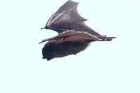 Bat sp