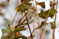 Common Rosefinch