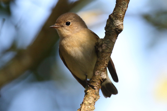 Red-Breasted Flycatcher
