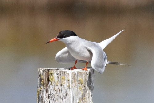 Common Tern, Lodmoor