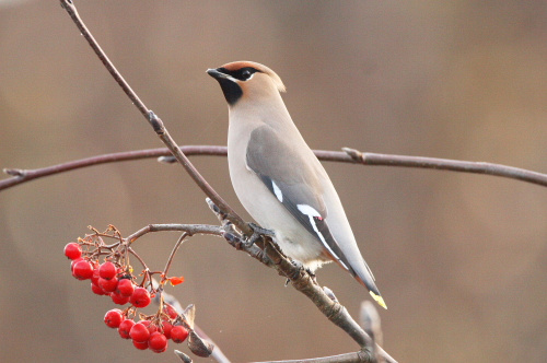Waxwing, South Glos