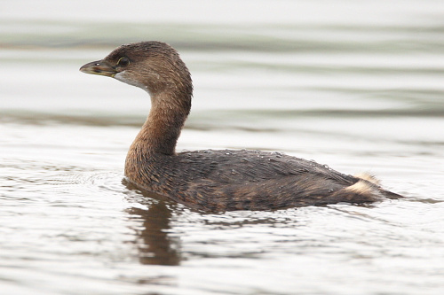 Pied-Billed Grebe, Greater Manchester